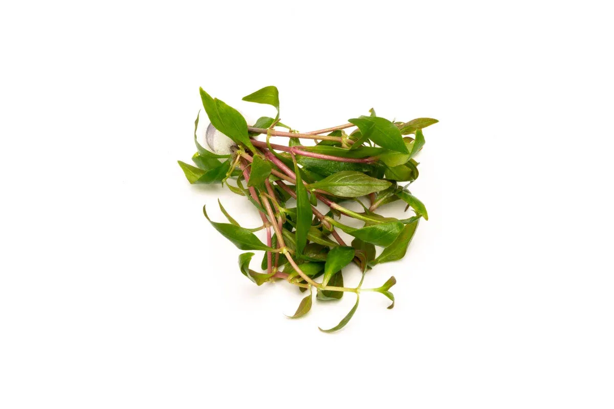 Alternanthera Reineckii Green - Image 2
