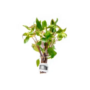 Alternanthera Reineckii Green
