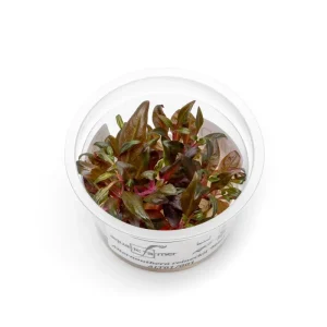 Alternanthera Reineckii 'Mini' Aquatic Farmer Tissue Culture
