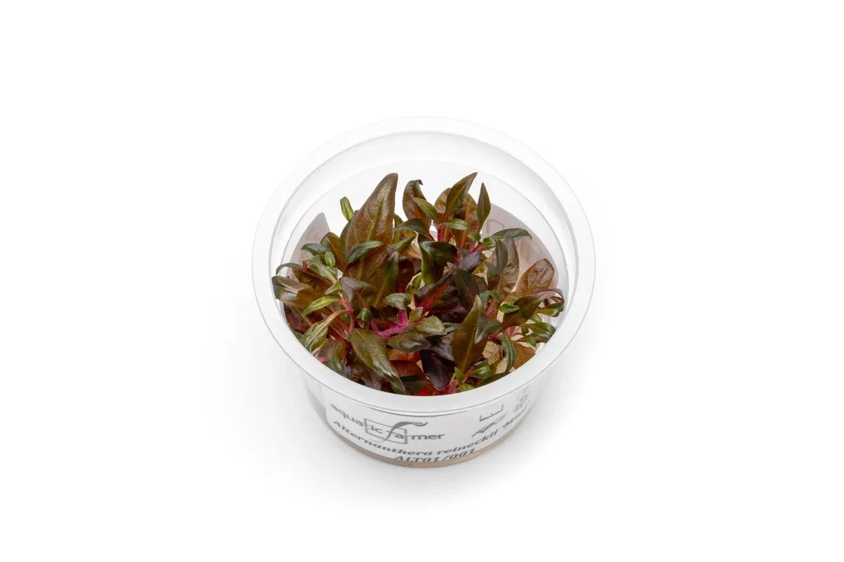 Alternanthera Reineckii 'Mini' Aquatic Farmer Tissue Culture