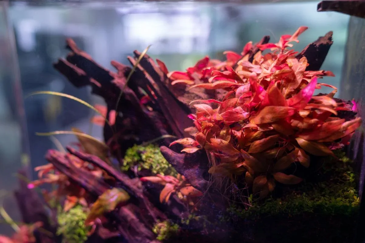 Alternanthera Reineckii 'Mini' Aquatic Farmer Tissue Culture - Image 2