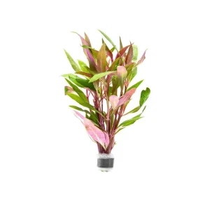 Alternanthera Reineckii 'Mini'
