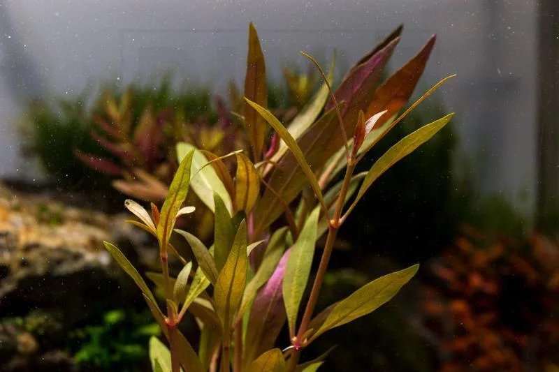 Alternanthera Reineckii Rosaefolia - Image 2
