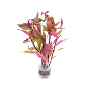 Alternanthera Reineckii Rosaefolia Mini