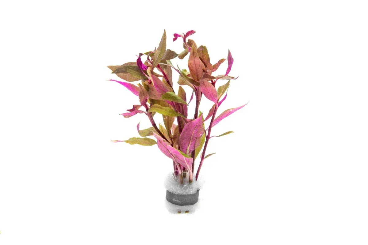 Alternanthera Reineckii Rosaefolia Mini