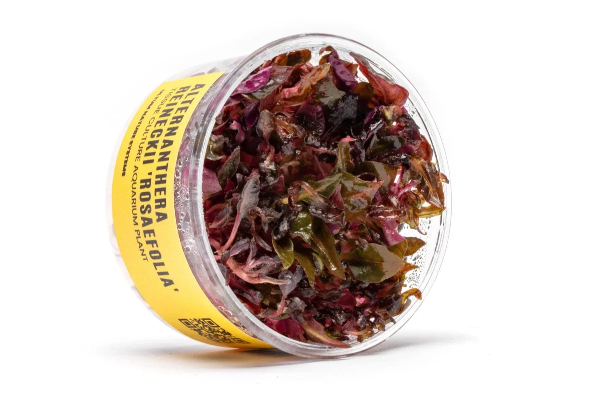 Alternanthera Reineckii 'Rosaefolia' UNS Tissue Culture - Image 2