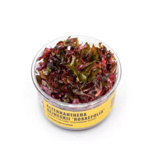 Alternanthera Reineckii 'Rosaefolia' UNS Tissue Culture