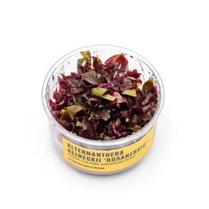 Alternanthera Reineckii Rosanervig UNS Tissue Culture