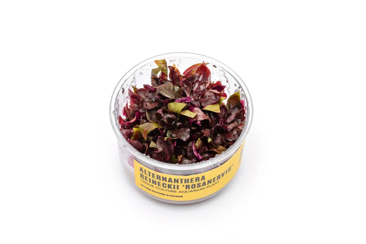 Alternanthera Reineckii Rosanervig UNS Tissue Culture