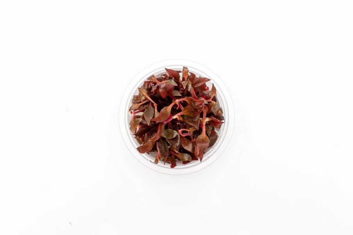 Alternanthera Rosaefolia Aquatic Farmer Tissue Culture - Image 2