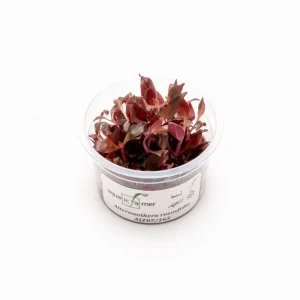 Alternanthera Rosaefolia Aquatic Farmer Tissue Culture