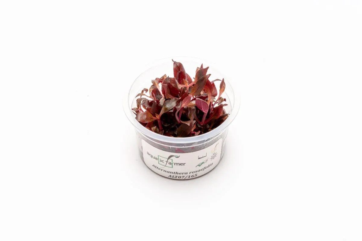 Alternanthera Rosaefolia Aquatic Farmer Tissue Culture