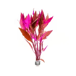 Alternanthera Rosanervig