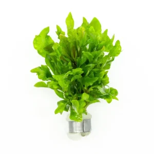 Alternanthera Variegatus