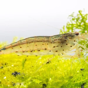 Amano Shrimp