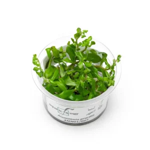 Ammannia Gracillis Aquatic Farmer Tissue Culture