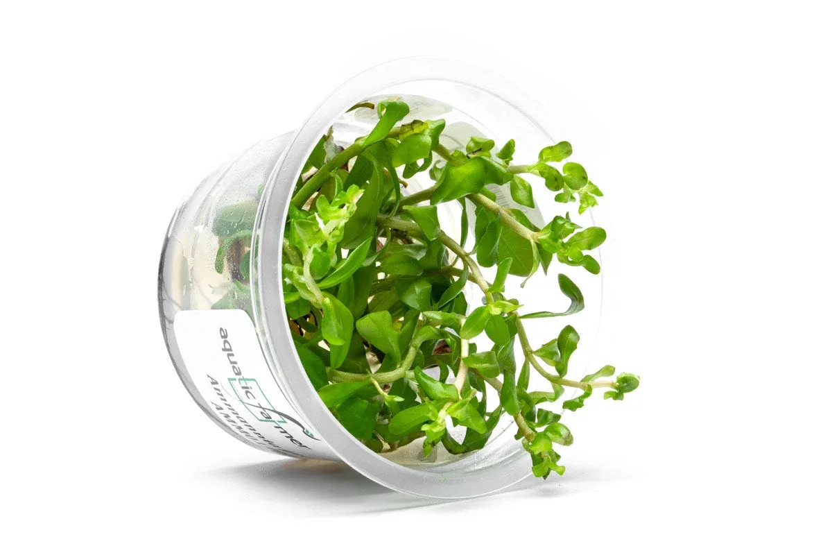 Ammannia Gracillis Aquatic Farmer Tissue Culture - Image 2