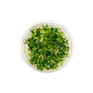 Ammannia Towuti UNS Tissue Culture