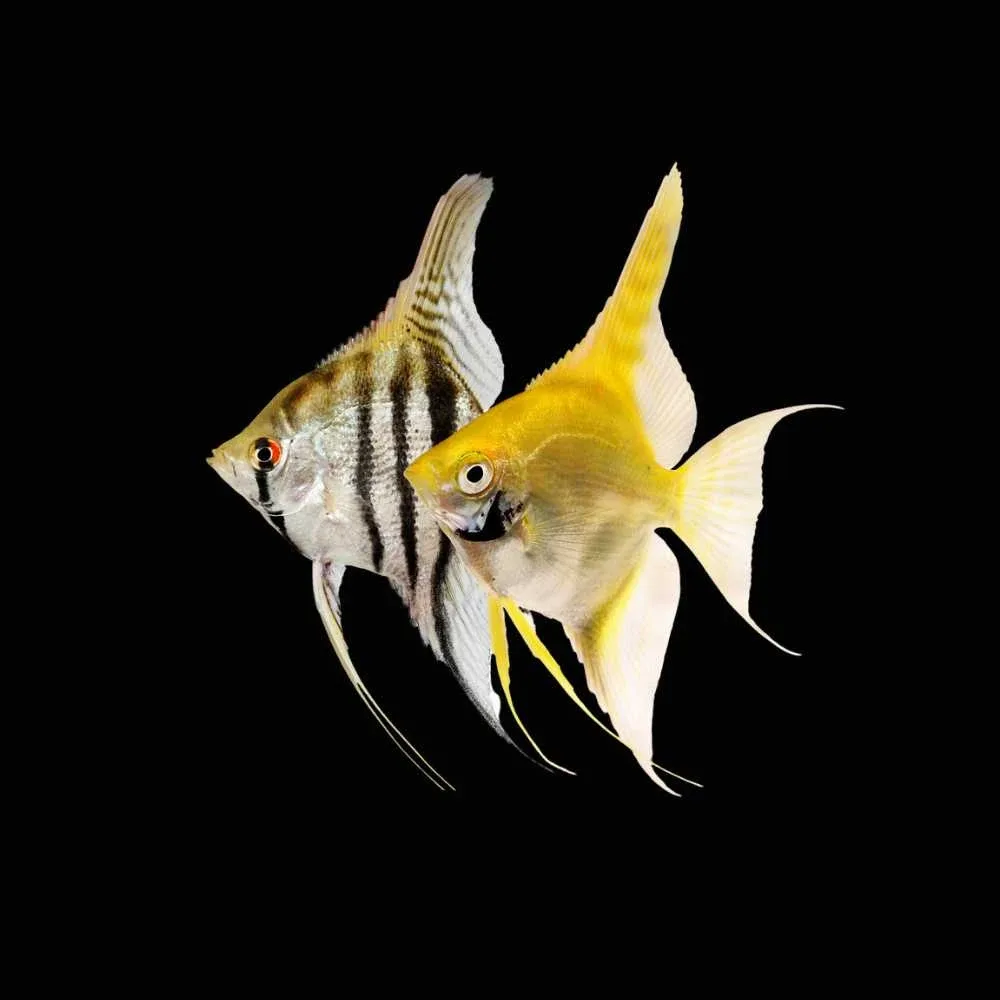 Angelfish (Freshwater) Fish - SAQ Chicago Fish