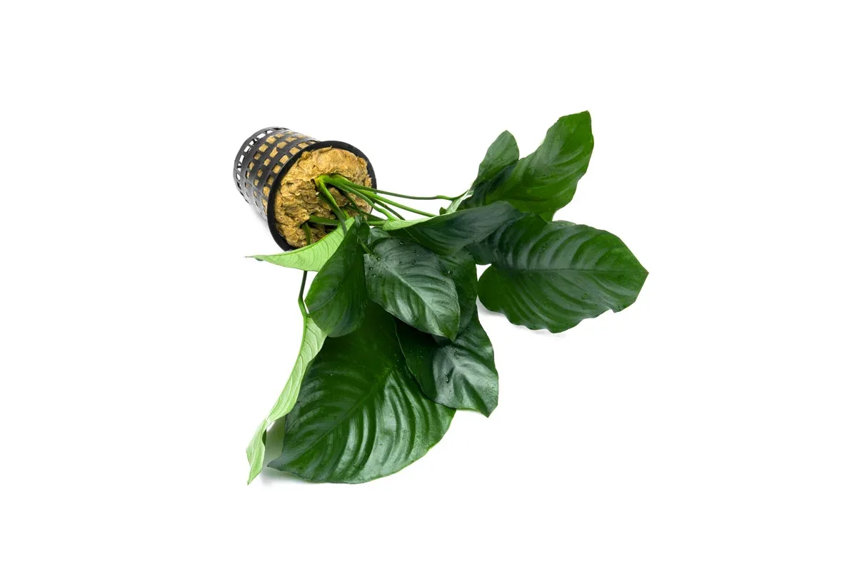 Anubias Barteri Broad Leaf Mother Pot - Image 2