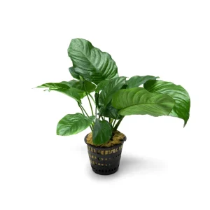 Anubias Barteri Broad Leaf Mother Pot