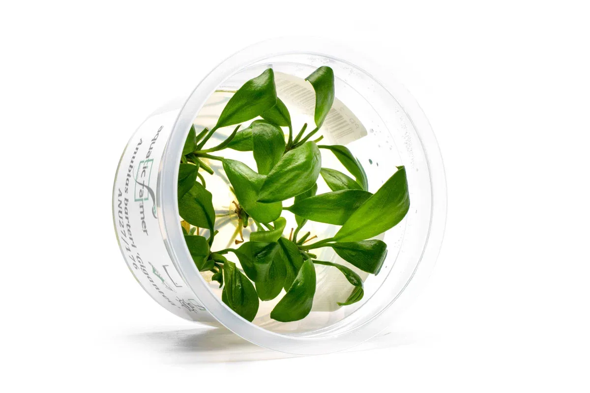 Anubias Barteri Gigantea Aquatic Farmer Tissue Culture - Image 2