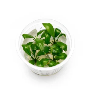 Anubias Barteri Gigantea Aquatic Farmer Tissue Culture