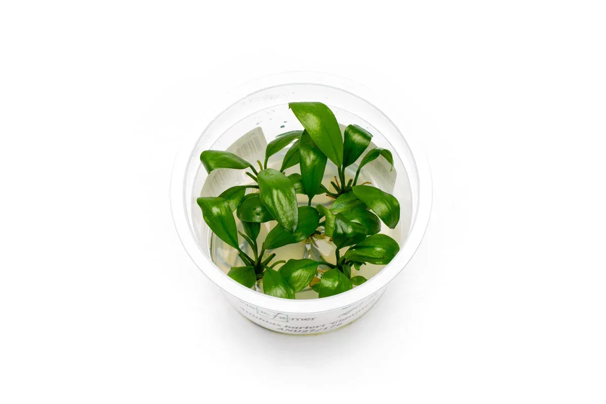 Anubias Barteri Gigantea Aquatic Farmer Tissue Culture