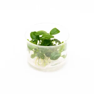 Anubias Heterophylla UNS Tissue Culture