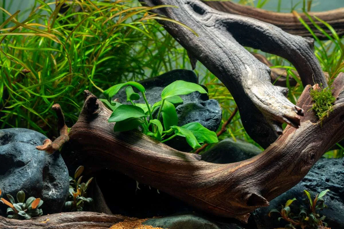Anubias Nana Bonsai - Image 2
