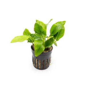 Anubias Nana Golden