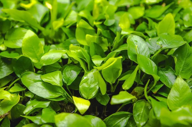 Anubias Nana Golden - Image 2