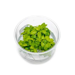Anubias Nana Golden Tissue Culture