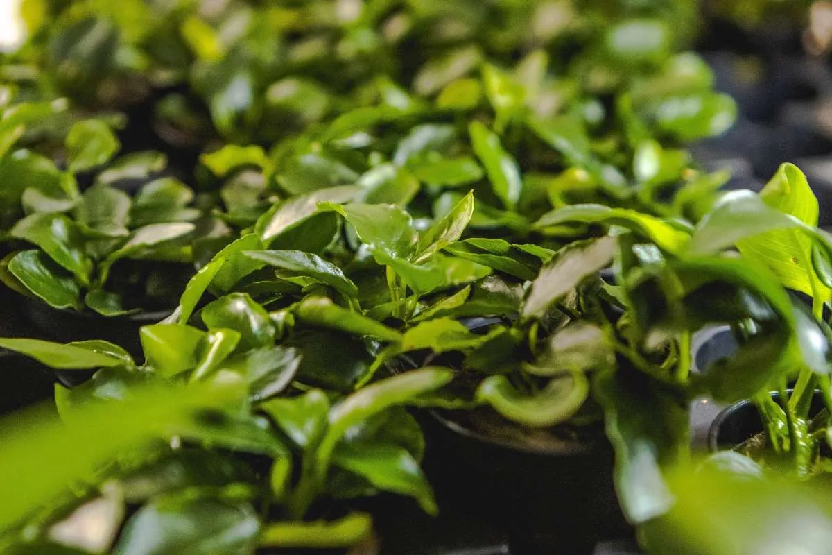 Anubias Nana Long Wavy - Image 2