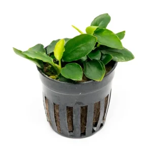Anubias Nana Long Wavy