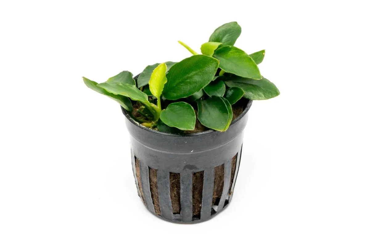 Anubias Nana Long Wavy
