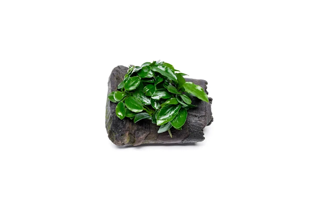 Anubias Nana Long Wavy on Driftwood - Image 2