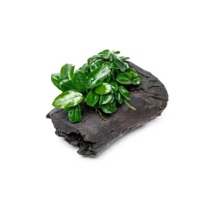 Anubias Nana Long Wavy on Driftwood
