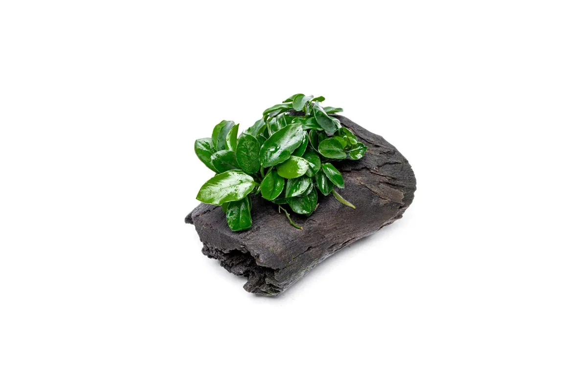 Anubias Nana Long Wavy on Driftwood