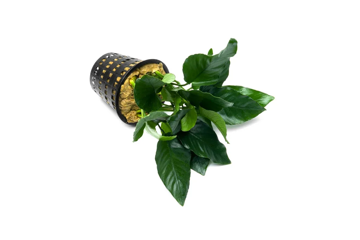 Anubias Nana Mother Pot - Image 2