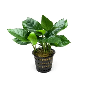 Anubias Nana Mother Pot