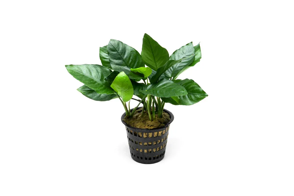 Anubias Nana Mother Pot