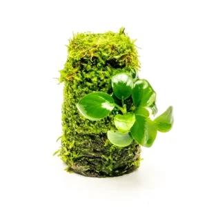 Anubias Nana on Christmas Moss Tower