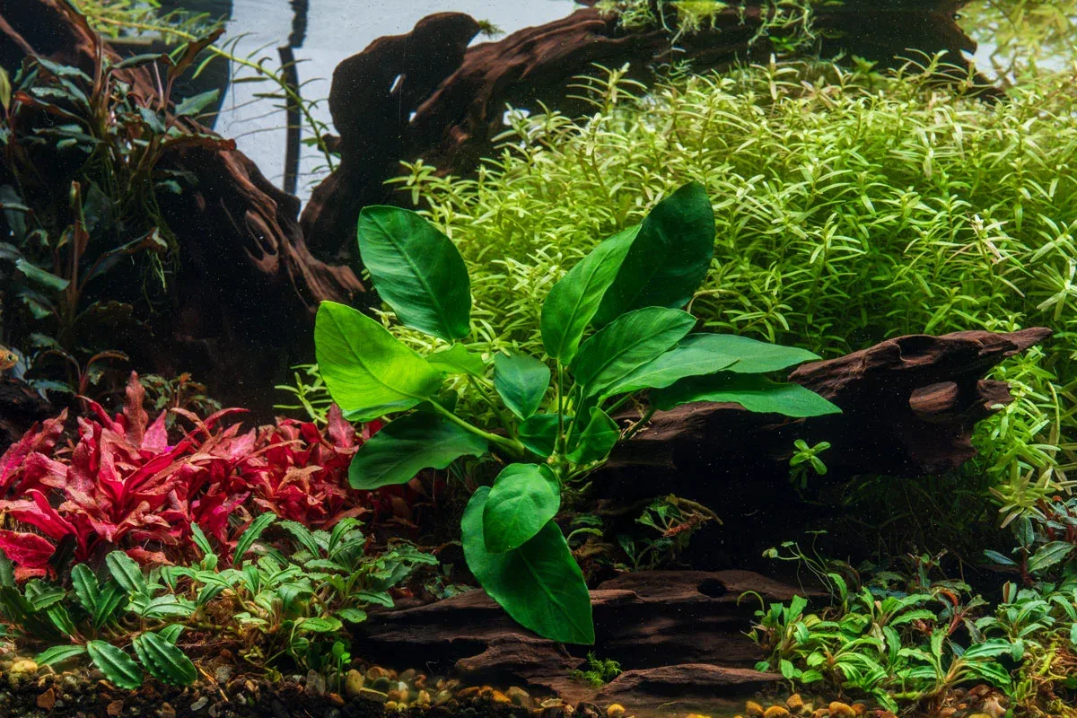 Anubias Nana Paxing - Image 2