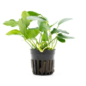 Anubias Nana Paxing