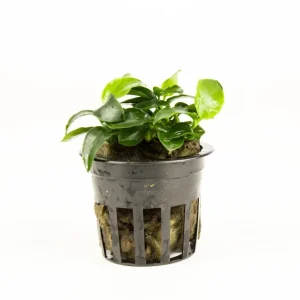 Anubias Nana Petite