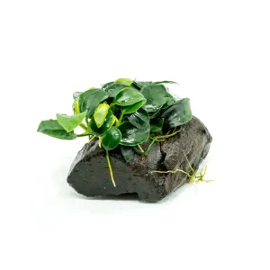 Anubias Nana Petite on Nano Driftwood