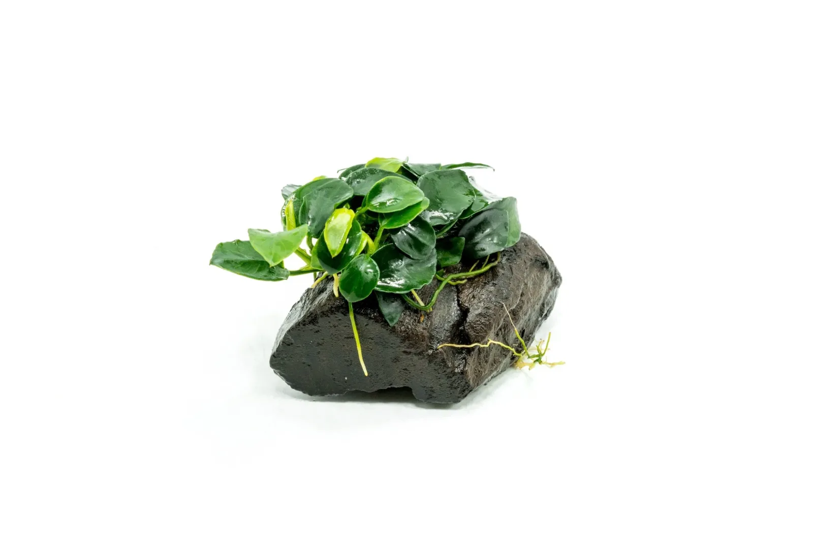 Anubias Nana Petite on Nano Driftwood