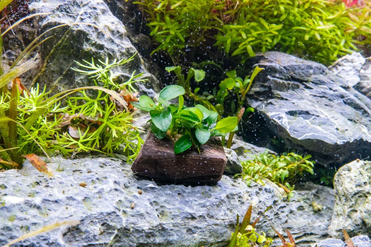 Anubias Nana Petite on Nano Driftwood - Image 2