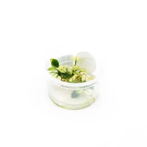 Anubias Nana Petite White Aquatic Farmer Tissue Culture